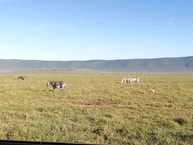 Zebry.Pakoně.Buvoli