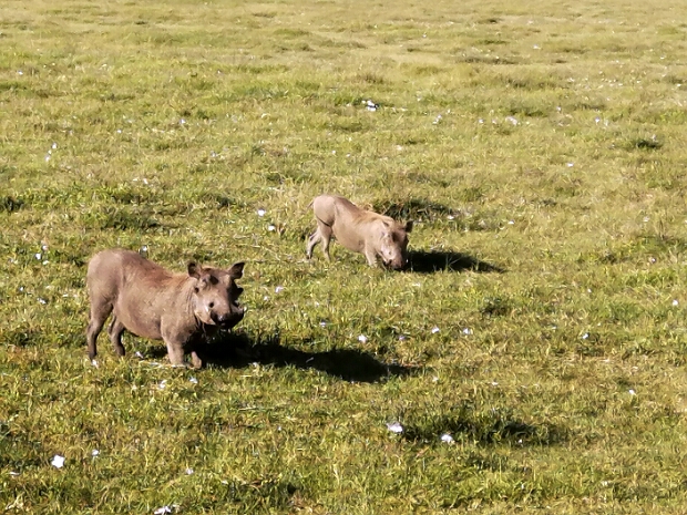 Hyeny.Prasata.Šakal.Fenek